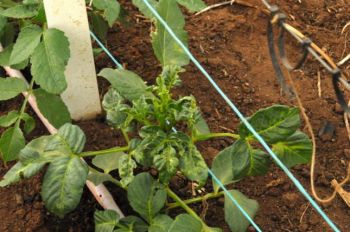 What Does Powdery Mildew Look Like On Dahlias - Mildew on dahlias